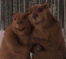 Beaver