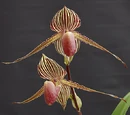 Paphiopedilum rothschildianum