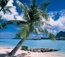 Tahitian Cuisine
