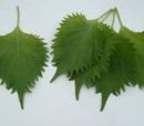Shiso