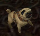 Perky Pug