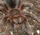 Arachonomicon; the Book of Spiderkind (4e Sourcebook)/All About Spiderkind