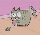 Chipper the Cat