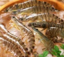 Prawn