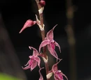 Platystele densiflora