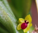 Platystele stenostachya