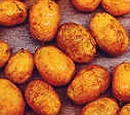 Hog plum