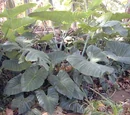 Callaloo