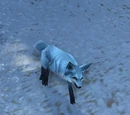 Arctic Foxling