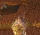 Shaggy Desert Coyote