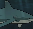 Shark