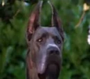 Greater Dane