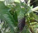 Phosphorus deficiency