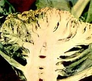 Boron deficiency