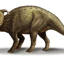 Pachyrhinosaurus