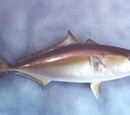 Amberjack