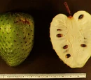 Soursop