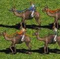 Image:Camelriders.jpg