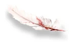 A feather stained with blood.