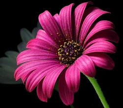 Clumps of yellow pollen on a flower head.