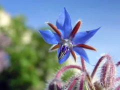 Floare de limba mielului