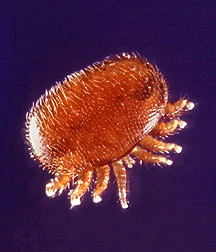Varroa destructor, Fotografie de Scott Bauer
