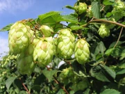 Hop cones