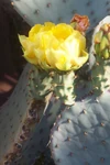 Tucson flora photographed by Kim Bayne
