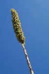 Image:Yuccaplant.jpg