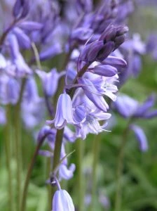 Image:467774 bluebell.jpg