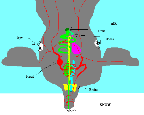 Internal structure of a female castiffe shown in its usual position