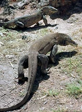 These two Komodo Dragons might be close relatives of the Buru...