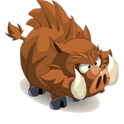Boar