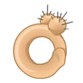 Ab'ho Ring