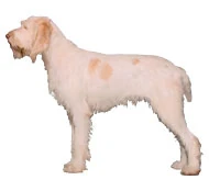 Image:Spinoneitaliano.jpg