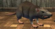 Race: rat - to upload a more specific image, click here