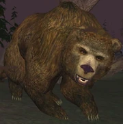 Race: Bear - to upload a more specific image, click here