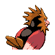 Spearow