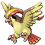 pidgeotto