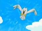 Wingull de Holly