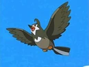 Staravia de Ash