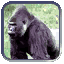 Image:Gorilla.gif
