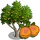 Apricot Tree