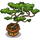 Bonsai Tree