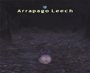 Arrapago Leech