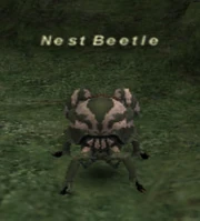 Nest Beetle