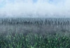 Mist (Gameworld mythology)