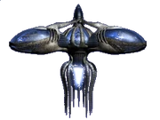 Capillata