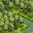 Image:Misthalin.png