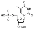 Chemical structure of thymidine monophosphate